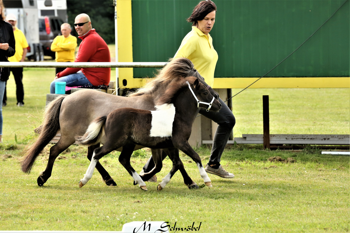 Mini HF Platz 1 Pfau 3