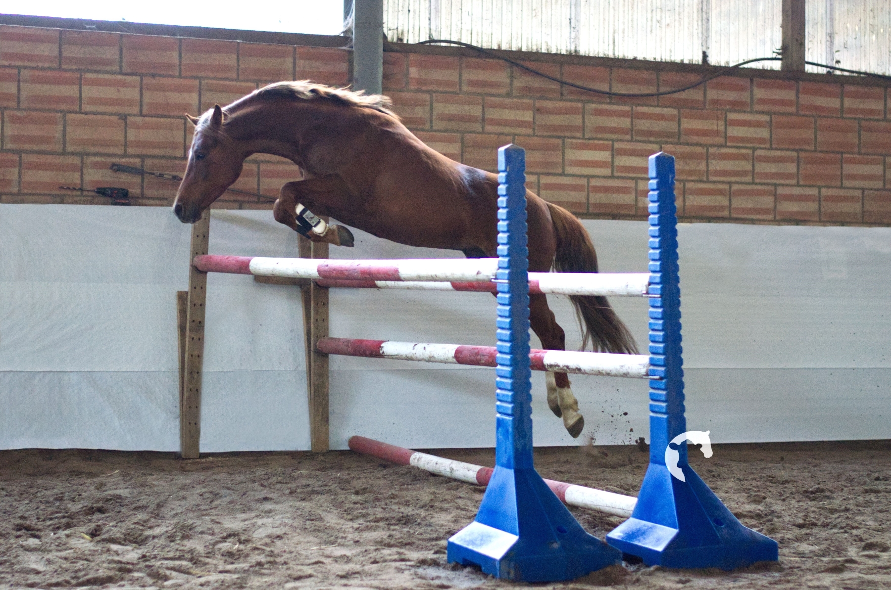 Karat Vize Champion 4 jährige klein