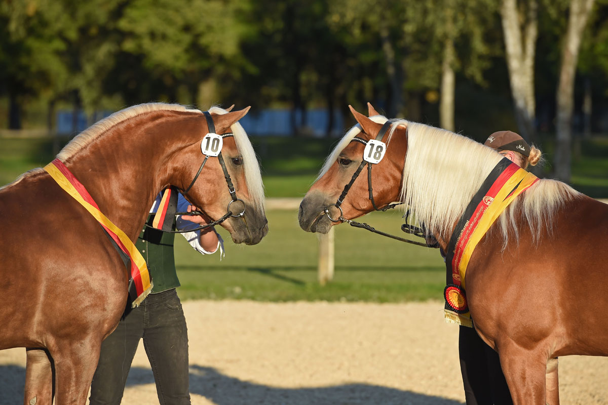 NTBundespraemieArmaniAssuArgentinoAss41151736