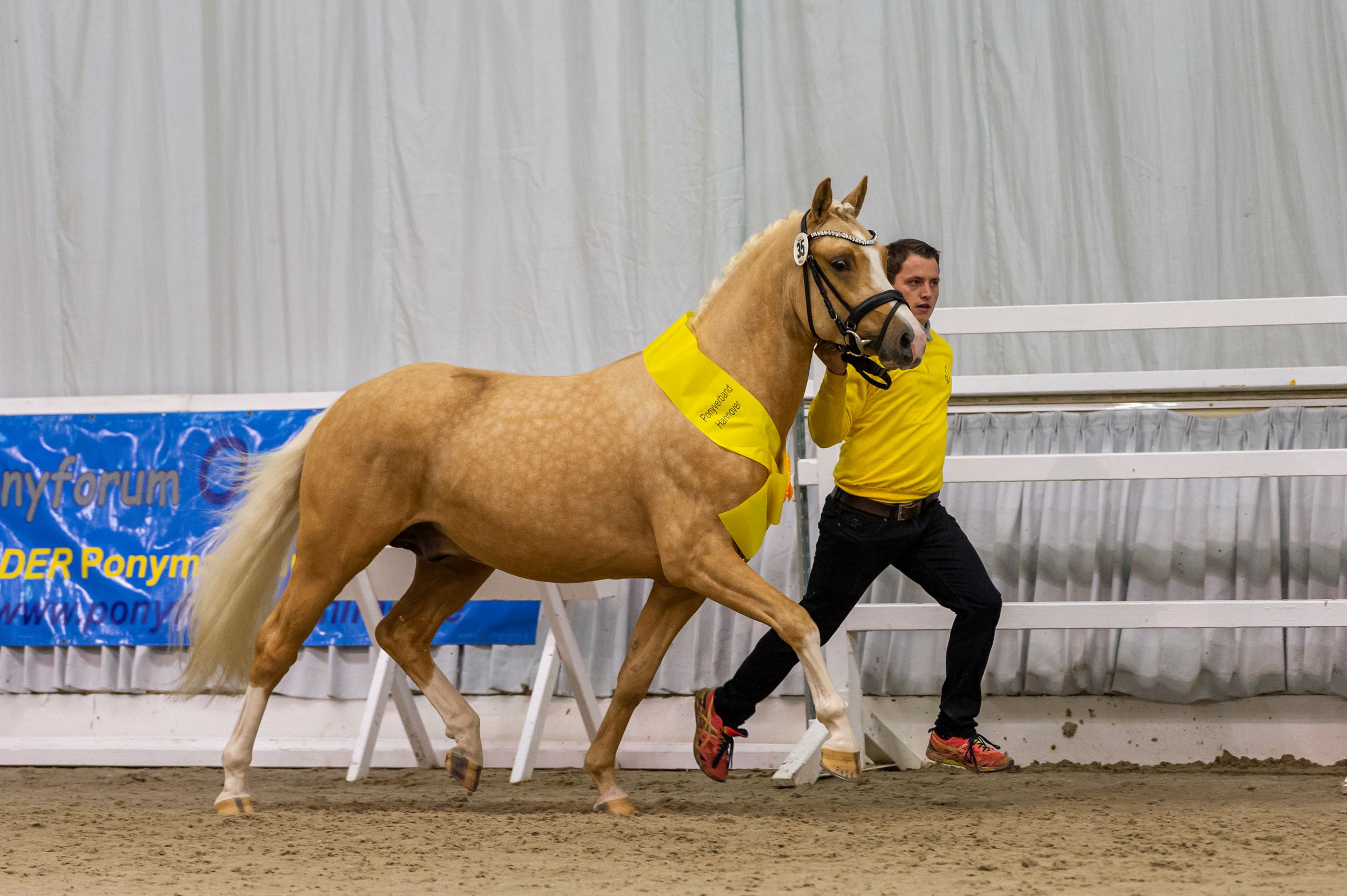 35 Weidners Dancing Diamond v Diamond Touch NRW Dressman I Verden 21 TBE 8126 EQUITARIS