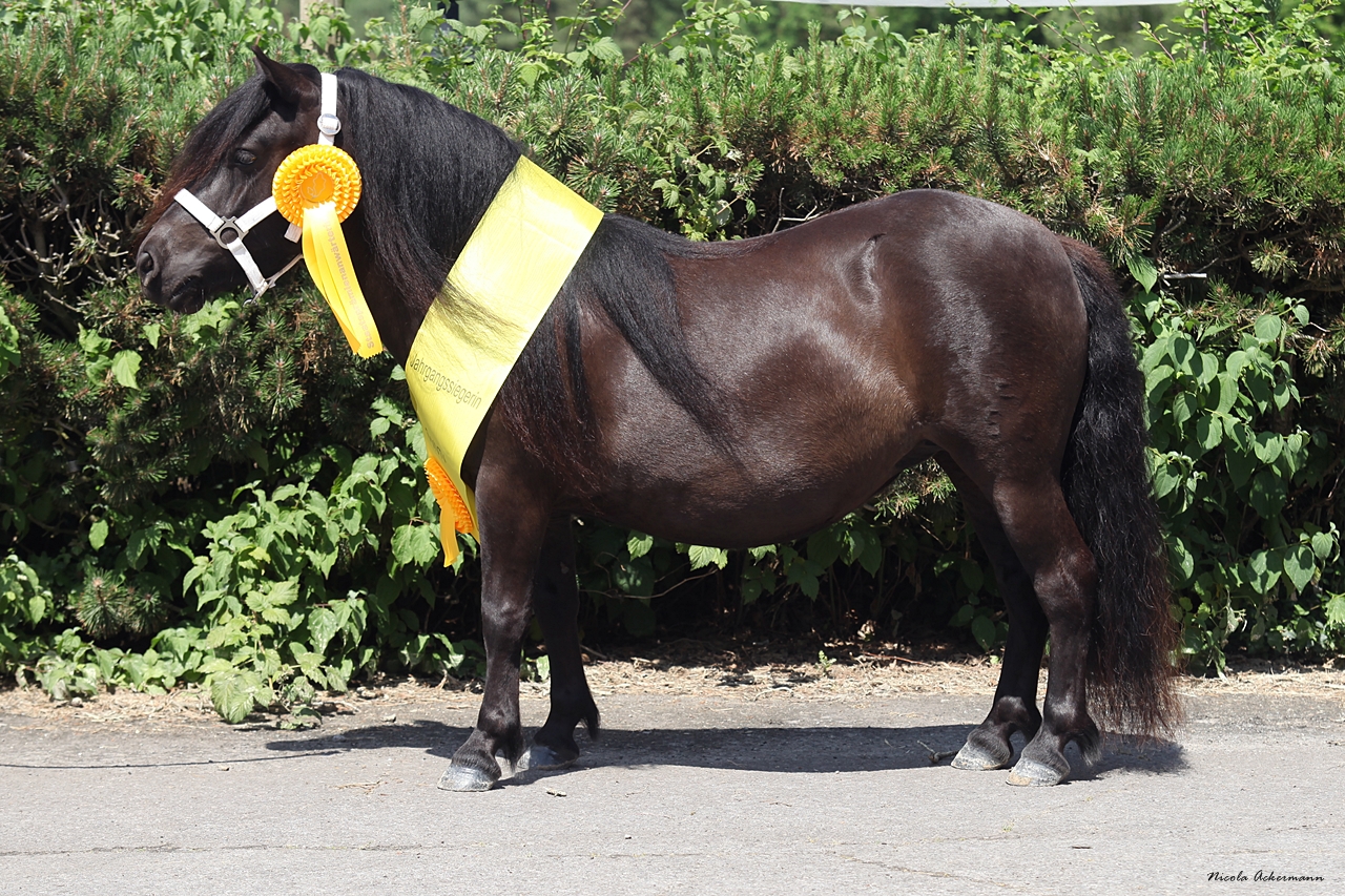 SHETLAND PONY Original Siegerstute 67 Giersbergs Faszination Foto Nicola Ackermann
