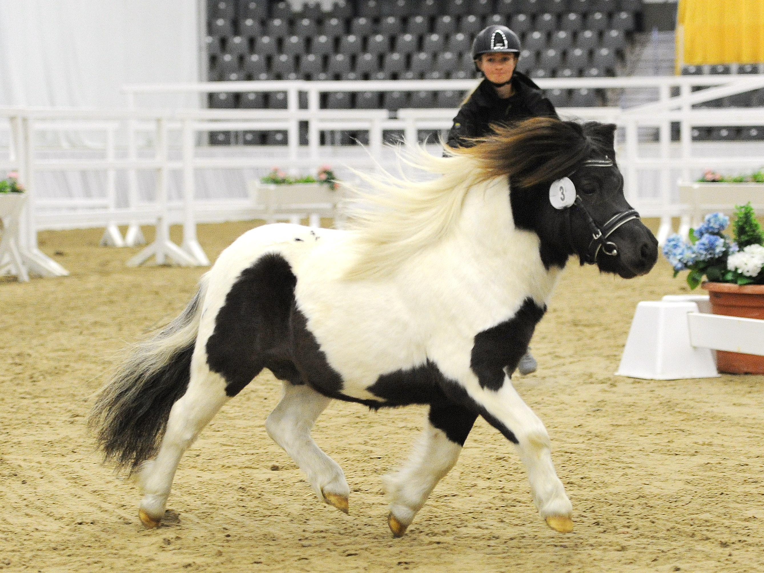 Niederbroks Hemingway