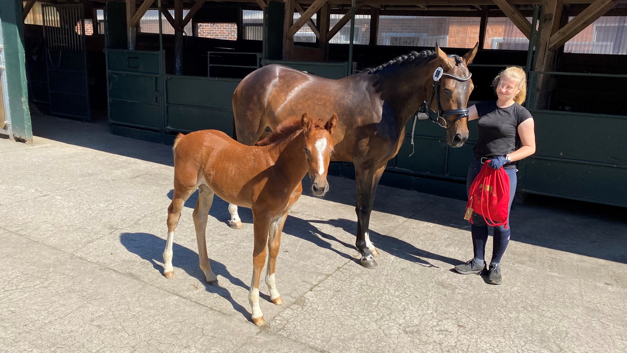 Siegerstuttfohlen Stade