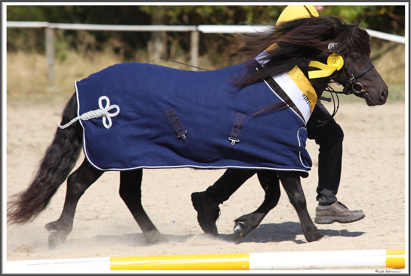 Shet Original Sieger Black Cherry, Hashagen