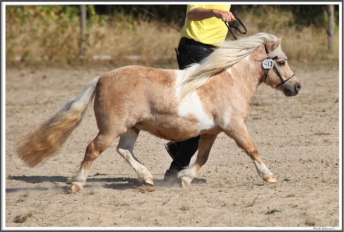 Elmhorst Bellevue 1a mini, Hollwedel