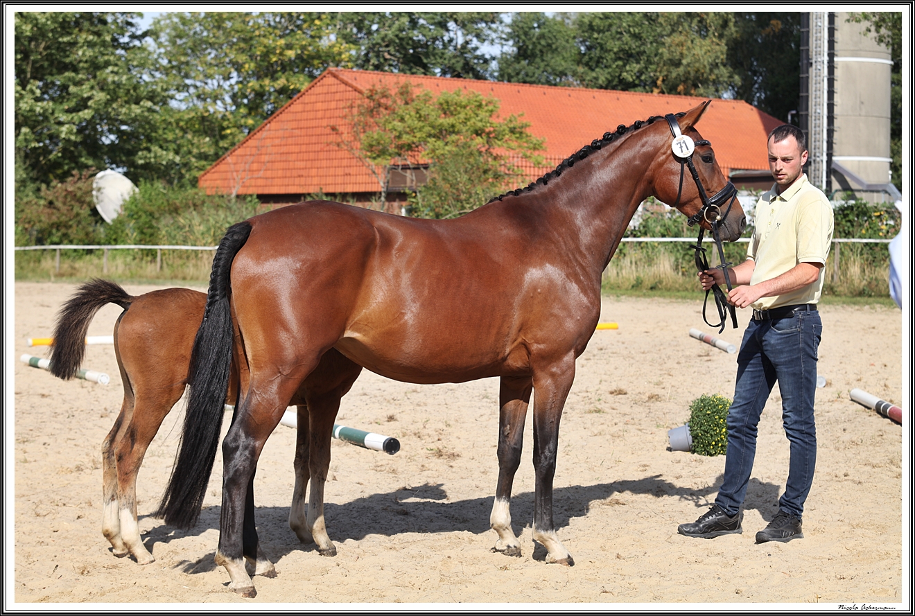 Kl. dt Pferd Lina B 1a, von Bargen