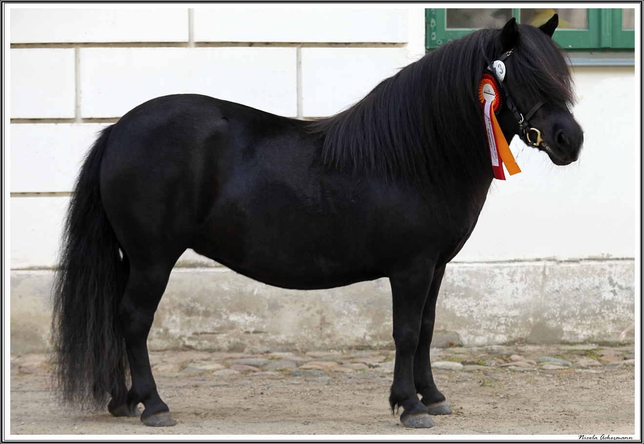 FN Bundesschau Redefin 230825 ackermann vendelar v l l BP IMG 3080