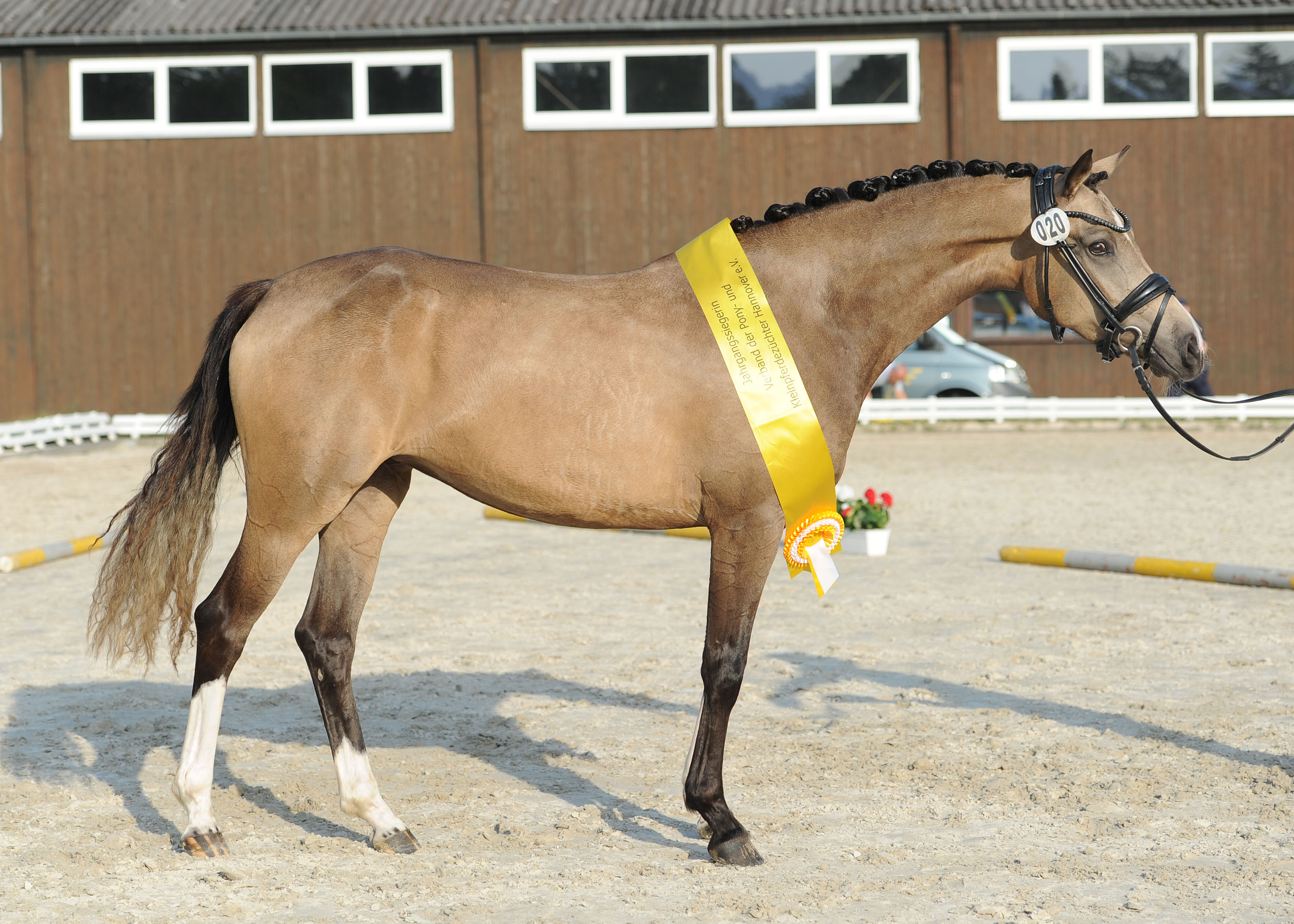 DR Siegerstute Stand Schärpe