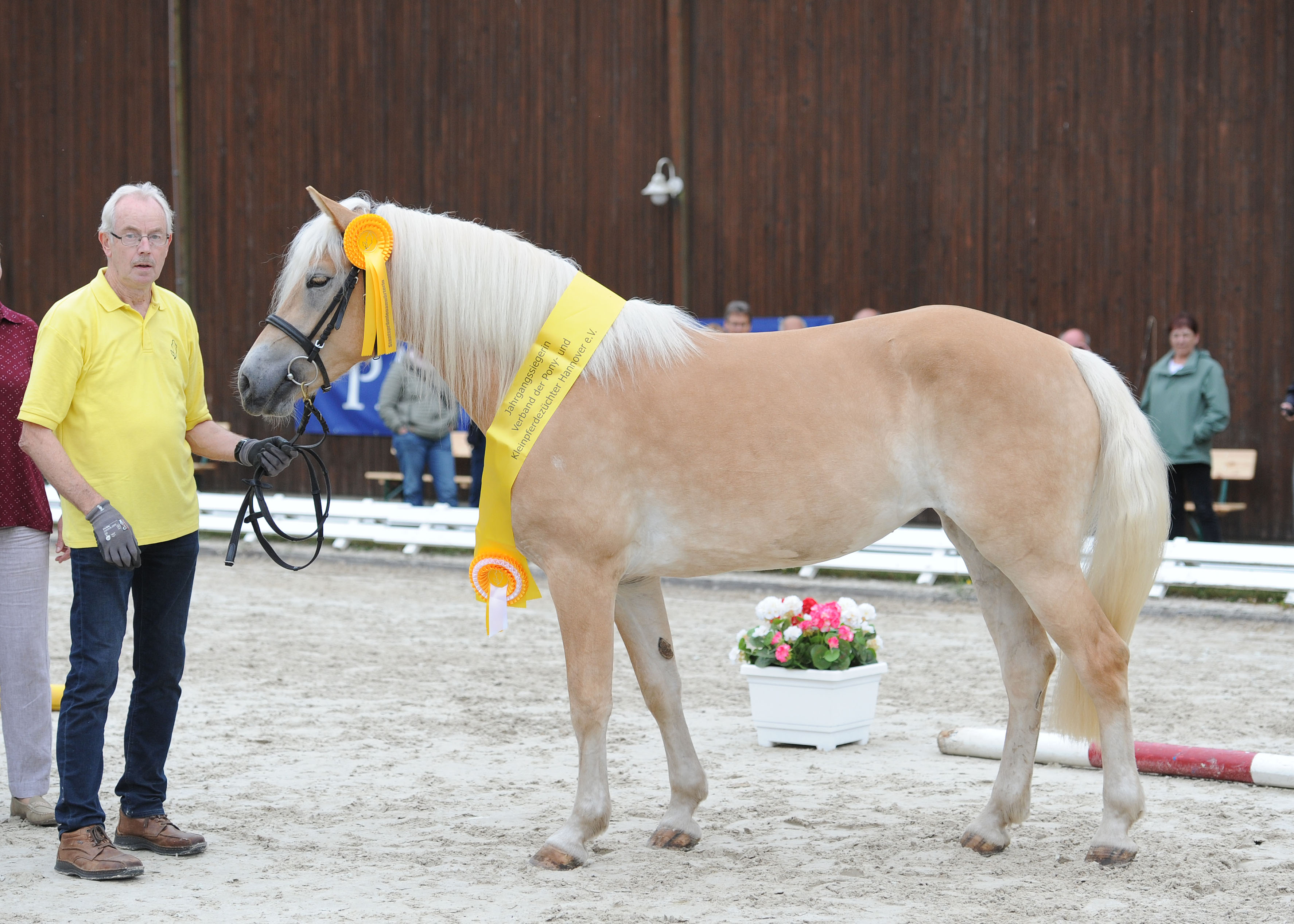 Haflinger Stand Schärpe