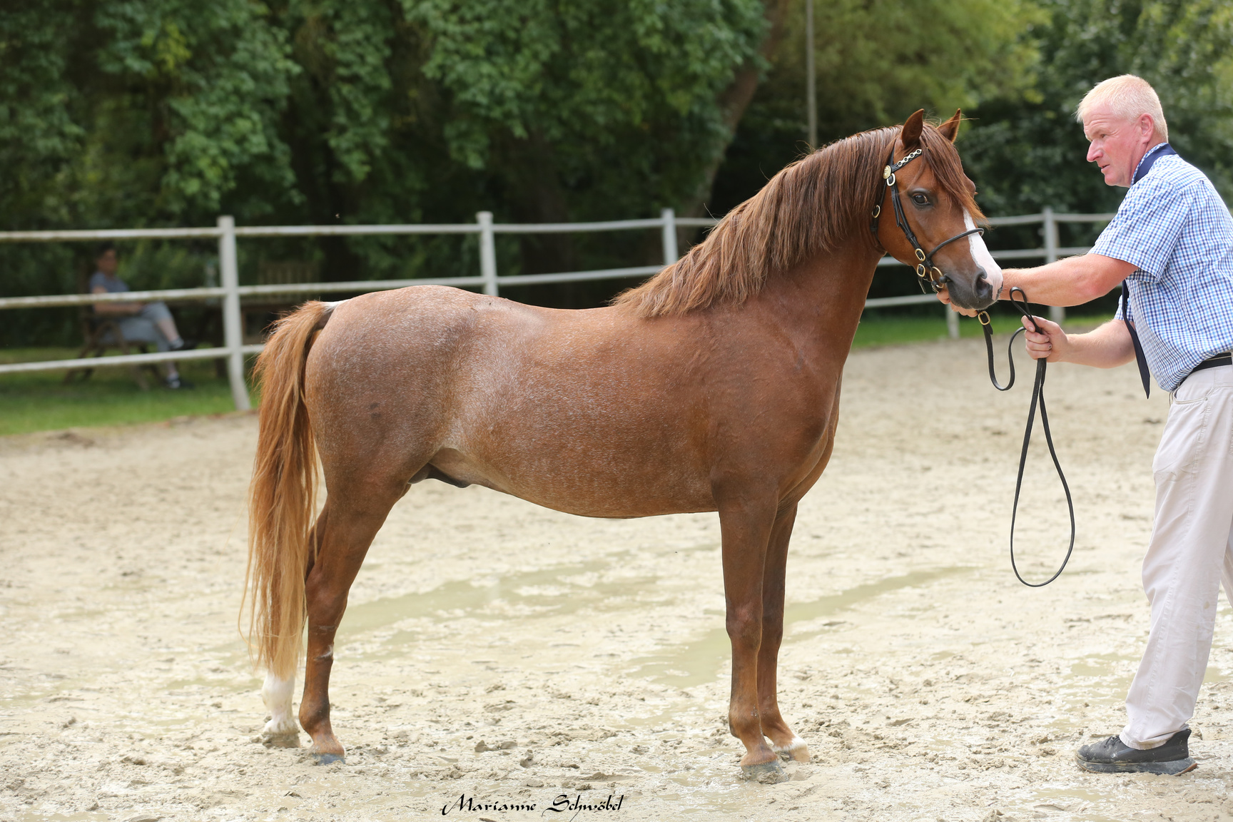 02 Reservetagessieger Ricardo AS welsh B 5