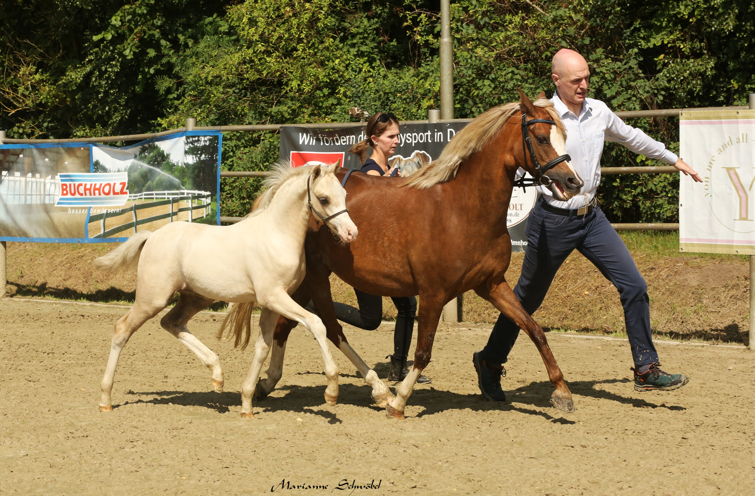06 Fohlenreserve Komet R Welsh B backen 2