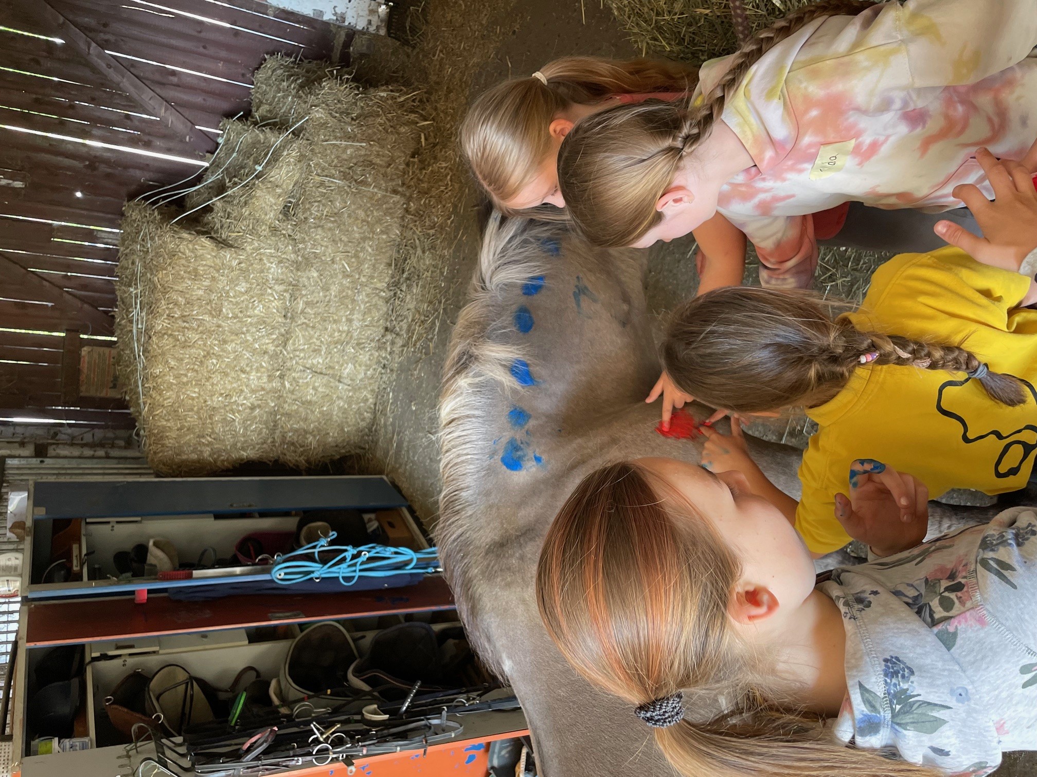 10.05.JungzüchterSüdhBS4