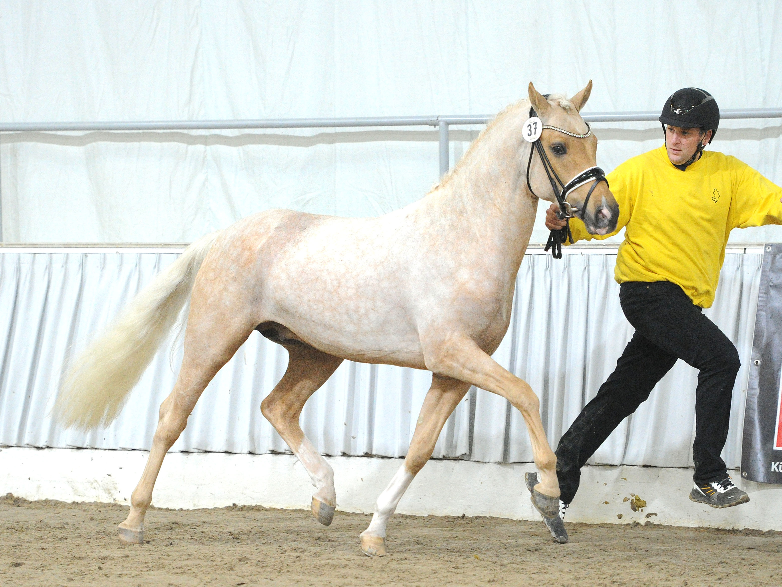 Diamant Fleur v. Dreidimensional I AT NRWFS Coco Jambo