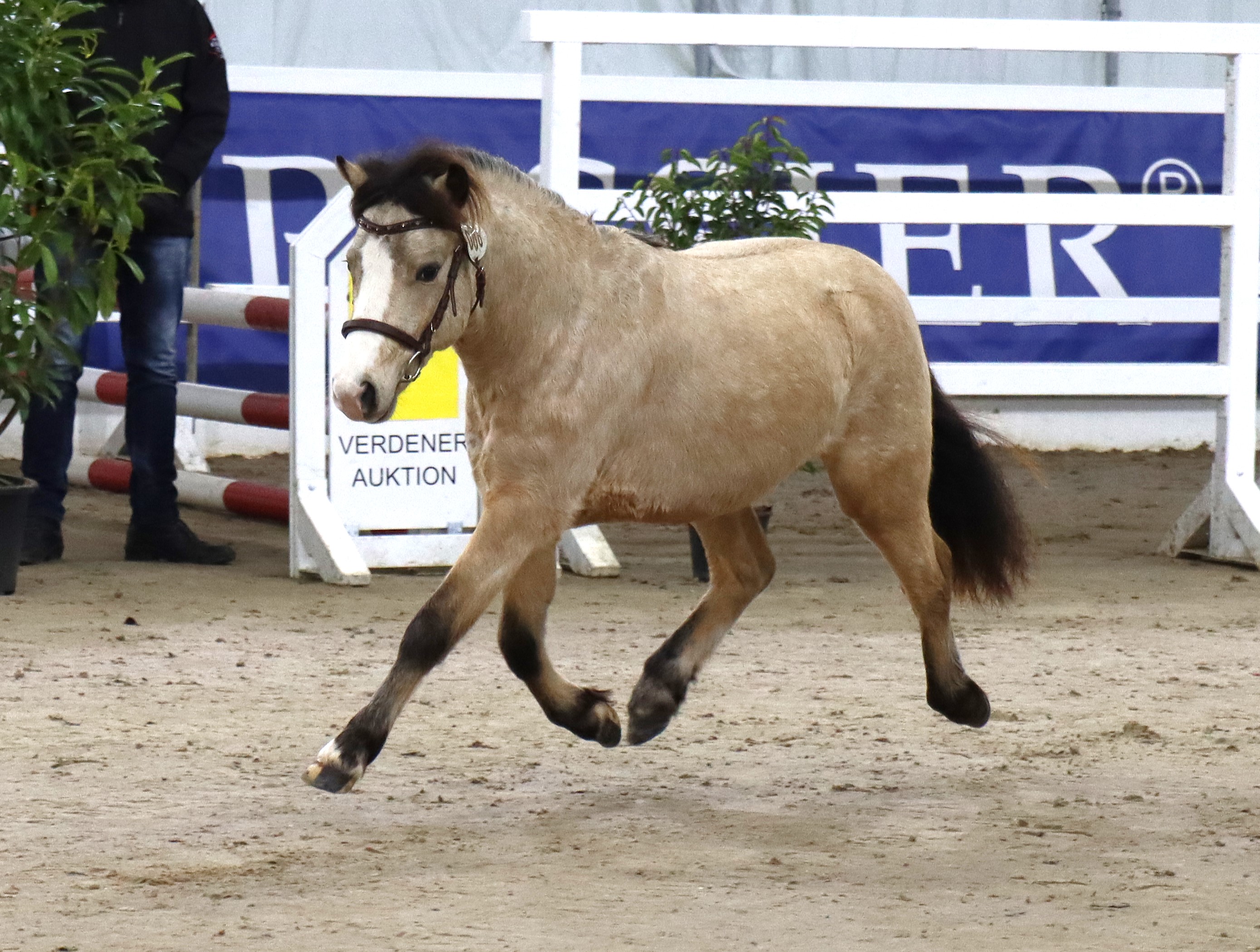 Farbenfrohs Pokemon v. Prinzen LookSo What