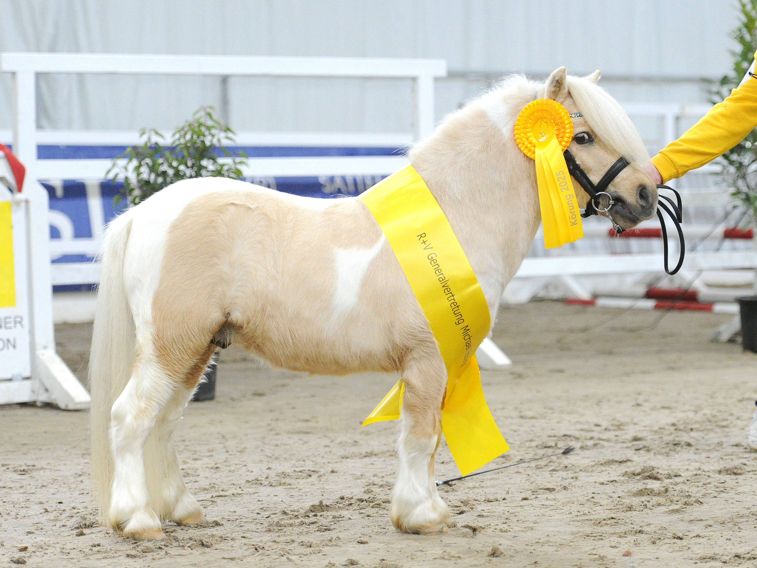 Golden Tacco B v. Golden Thees von der TalmühleBirchwood Pocket Prince2