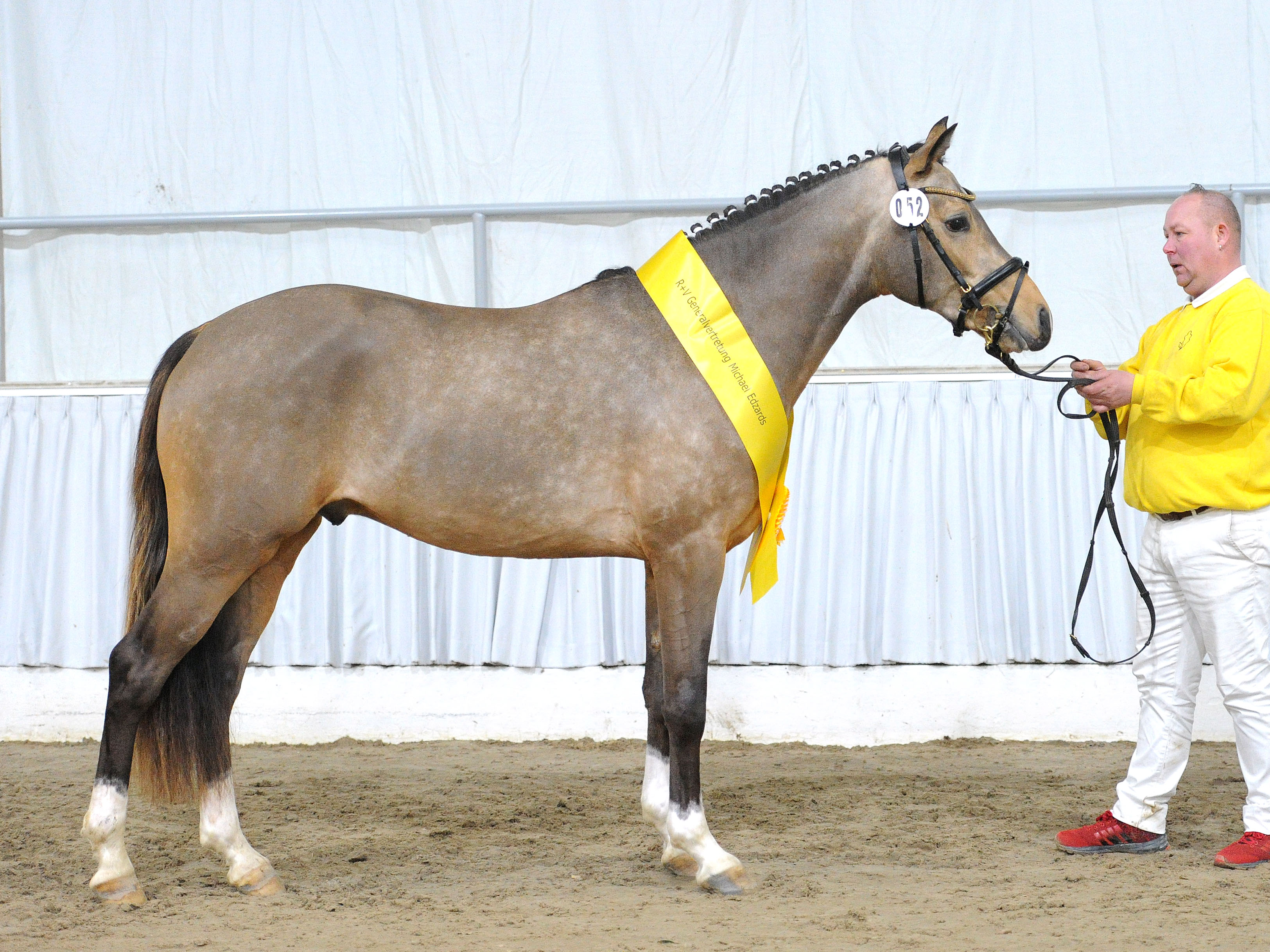 Sir Sanibel v. SocratesStukhuster Ricardo go for Gold2